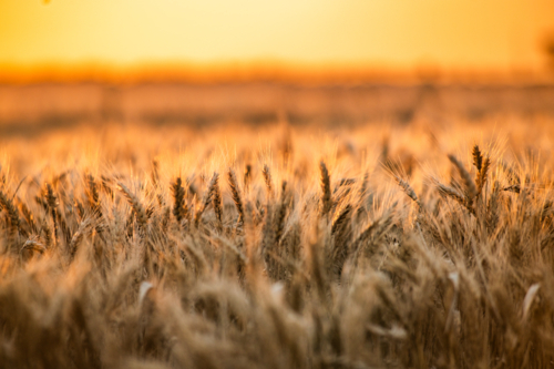 Dense field of golden wheat at sunset - Australian Stock Image