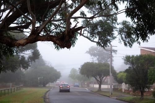 dense fog in the suburbs