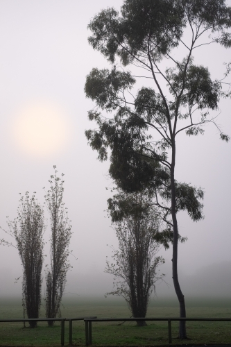 dense fog in the suburbs