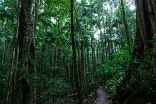 Dense green tropical palm rainforest - Australian Stock Image