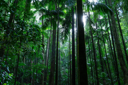 Dense green tropical palm rainforest - Australian Stock Image