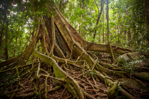 Dense rainforest in Mossman Gorge, Queensland, Australia - Australian Stock Image