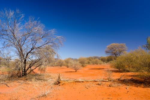 Desert scene with dry shrubs, dark orange sand and dark blue sky - Australian Stock Image