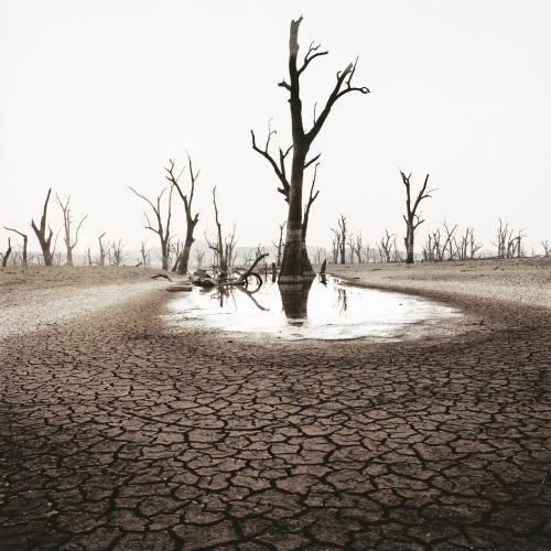 Desolate landscape with dead trees and cracked earth