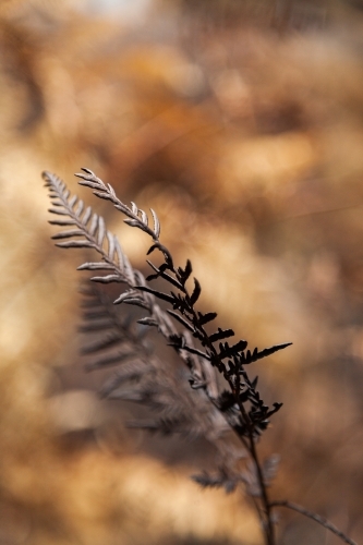 Detail of blackened leaf of fern plant after bushfire - Australian Stock Image