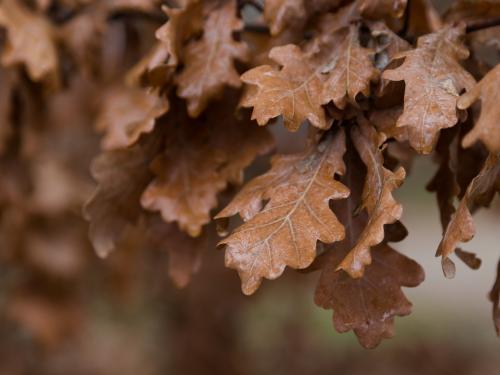 Detail of brown Autumn Oak leaves