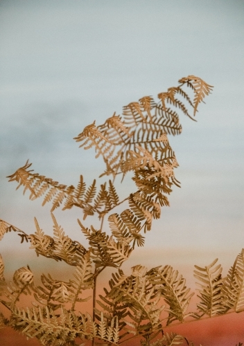 Detail of brown dried fern plant with pastel background - Australian Stock Image