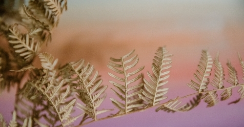 Detail of brown dried fern plant with pastel background - Australian Stock Image