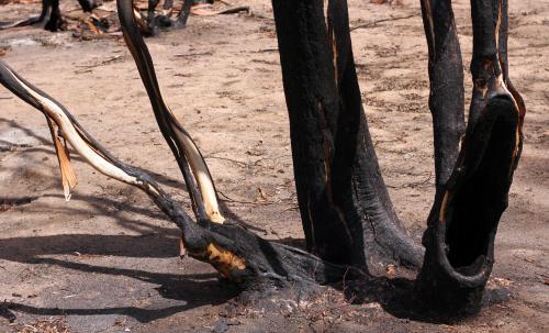 Detail of charred tree after a bushfire