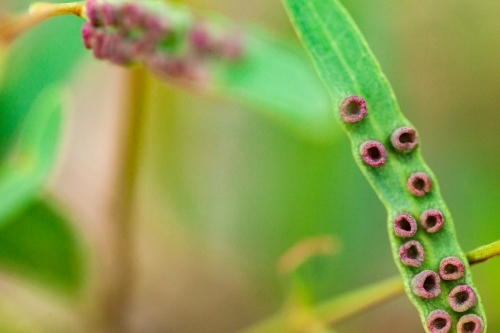 Detail of coloured pattern on green leaf - Australian Stock Image
