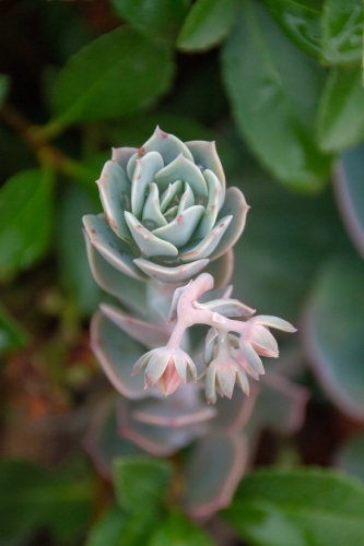 detail of echeveria plant - Australian Stock Image