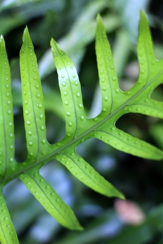 Detail of fern with dots - Australian Stock Image