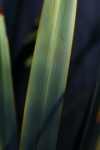 Detail of flax leaf in afternoon sun - Australian Stock Image