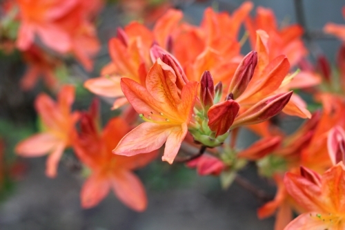 Detail of flower and bud on deciduous azalea shrub - Australian Stock Image