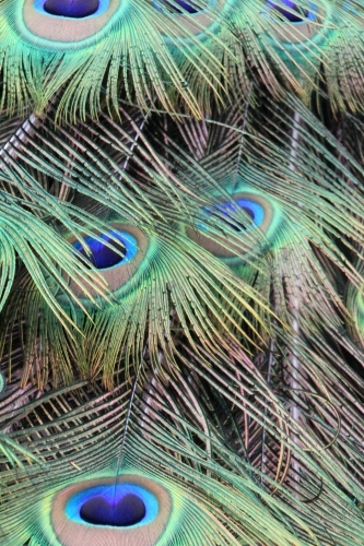 Detail of peacock feather - Australian Stock Image
