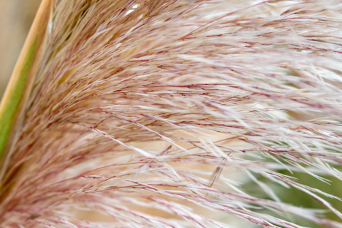 Detail of pink and cream grass - Australian Stock Image