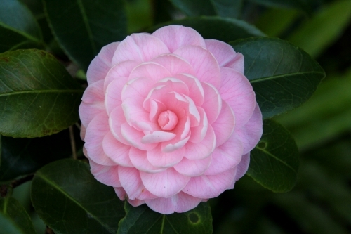 Detail of pink camellia flower - Australian Stock Image