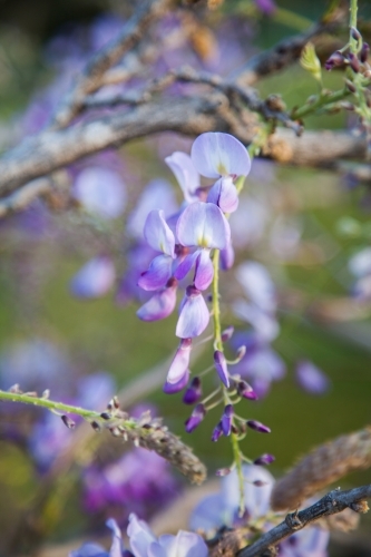Detail of purple wisteria flowers in Spring