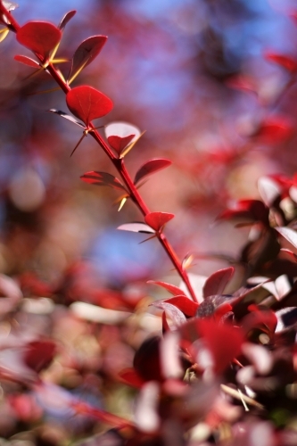 Detail of red berberis stem with spines - Australian Stock Image
