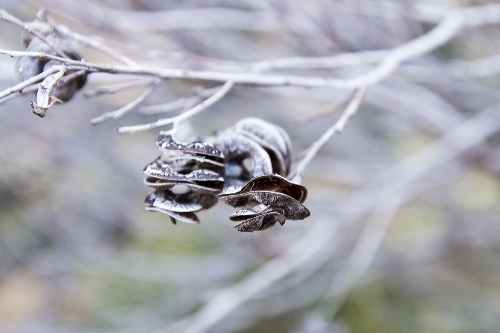 Detail of seed pods on native tree - Australian Stock Image