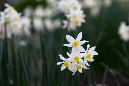 Detail of white daffodils with selective focus background - Australian Stock Image