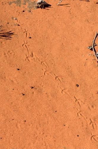 Detail shot of animal prints in orange desert sand - Australian Stock Image