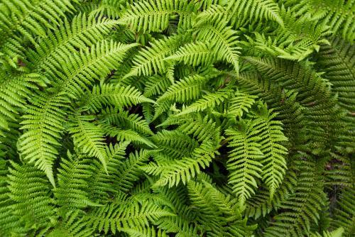 Detail shot of greentree fern fronds - Australian Stock Image