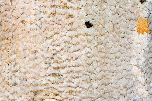 detail shot of grey tree trunk with gold cracks forming a pattern - Australian Stock Image