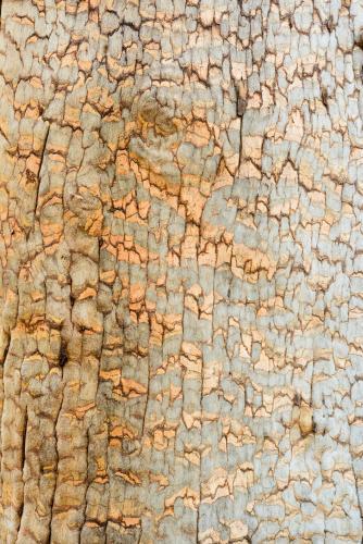 Detail shot of grey tree trunk with gold cracks forming a pattern - Australian Stock Image