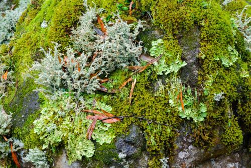 Detail shot of lichens and mosses with varying shades of green - Australian Stock Image