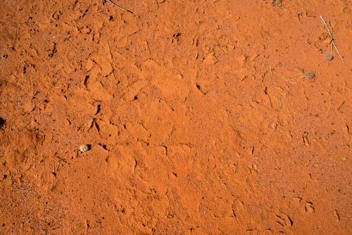 Detail shot of orange mud with animal prints and cracks
