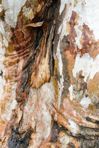 Detail shot of patterned heavily textured gum tree trunk with shades of greens, oranges and reds - Australian Stock Image