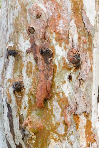 Detail shot of patterned heavily textured gum tree trunk with shades of greens, oranges and reds - Australian Stock Image