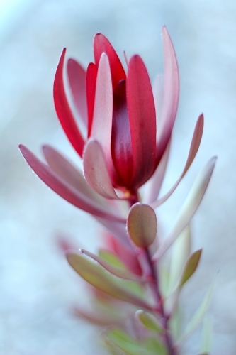 Detail shot of red leucadendron shrub