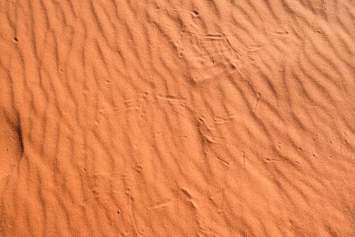 Detail shot of ripples and animal prints in orange desert sand - Australian Stock Image