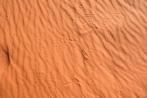 Detail shot of ripples and animal prints in orange desert sand