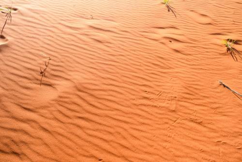 Detail shot of ripples and animal prints in orange desert sand