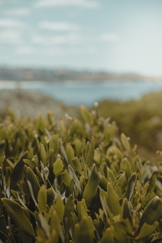 Detail shot of some coastal shrub on a coast walk near the beach - Australian Stock Image
