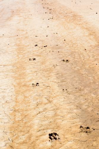 Detail shot of wet and cracked mud with kangaroo footprints - Australian Stock Image