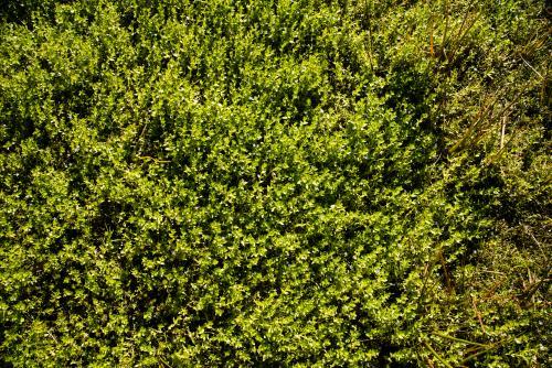 Detail shot of wetland ground cover plant with small green leaves - Australian Stock Image
