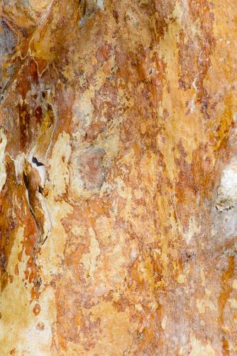 Detailed shot of  red, orange and yellow mottled and textured bark of a gum tree - Australian Stock Image