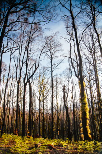 Devastated flora and fauna by road to Lake Mountain ski resort after 2009 Black Saturday bushfire - Australian Stock Image