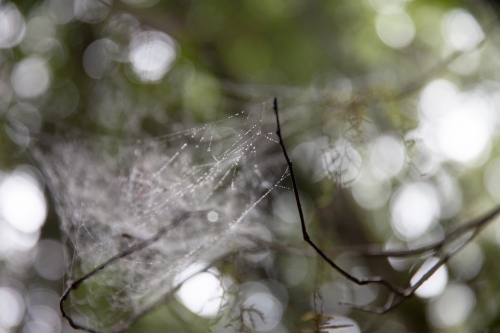 Dew covered spider web