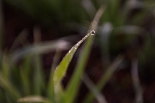 Dew drop on oat crop plant - Australian Stock Image
