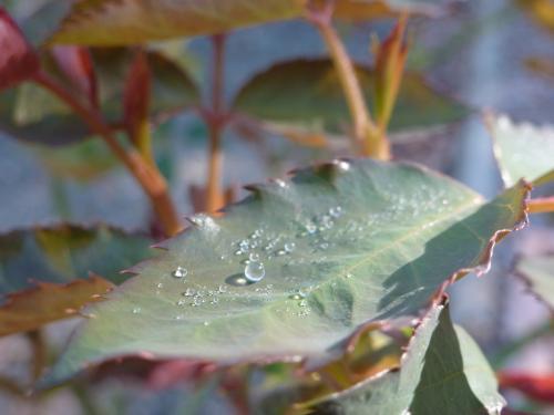 Dew drops on a rose leaf