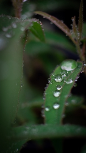 Dew Drops on Lush Green Leaves - Australian Stock Image