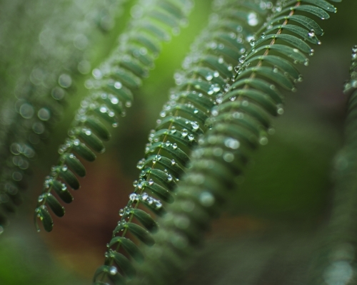 Dew Drops on Lush Green Leaves - Australian Stock Image