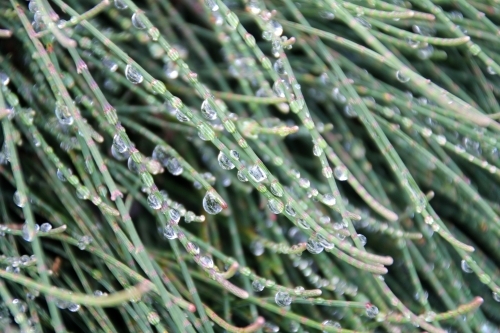 Dew drops on native casuarina ground cover - Australian Stock Image