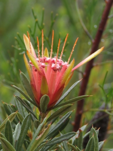 Dewdrops on pink Mountain Devil flowers with green background - Australian Stock Image