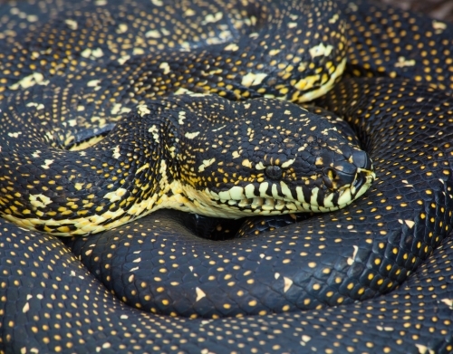 Diamond Python (Morelia spilotes) close-up - Australian Stock Image